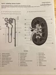 Printable urinary system coloring page. Part 2 Labeling Urinary System Urinary Repro Chegg Com