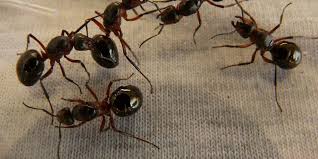 Lantas, bagaimana cara mengusir kawanan semut? Cara Membasmi Semut Secara Alami Halaman All Kompas Com