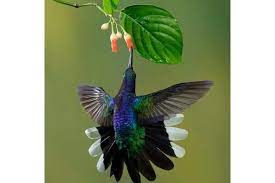 Kolibris epeqti qartulad / კოლიბრის ეფექტი / hummingbird. Gallery Of Kolibris Kolibri Web Design