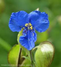 Image result for Coleotrype laurentii