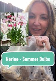Nerines: Late Blooming Bulbs for Colorful Gardens