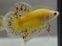 Pin By Rick Booher On Aquarium And Tropical Fish Betta Fish Betta Fish Types Betta Fish Bowl