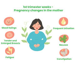 Image result for First Trimester Education