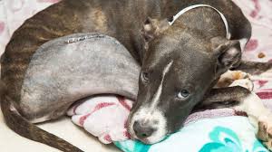 4 month old pitbull puppy. 4 Month Old Puppy Found In Dumpster With Broken Legs Officials Looking For Suspect Abc News