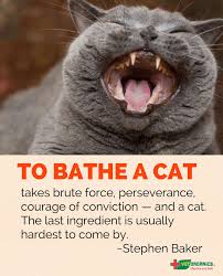 If they're rolled in that said, there are rare occasions when bathing your cat is unavoidable, in which case there are ways to make the experience more comfortable for both of. Cleaning Hygeine How To Wash A Cat Vet Organics