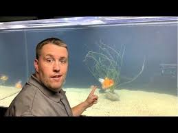 Pin On Fish