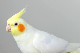 Your cockatiel stock images are ready. Lutino Cockatiel Bird Personality Diet Care Guide With Pictures Pet Keen