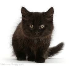 The frequency that your kitten eats normally depends on how old they are: Fluffy Black Kitten 10 Weeks Old Photo Wp41413