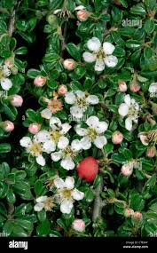 Image result for Cotoneaster microphyllus