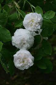 Damask Rose Rosa Madame Zoetmans France Before 1846 Rose Damask Rose Beautiful Flowers