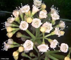 Image result for Pisonia