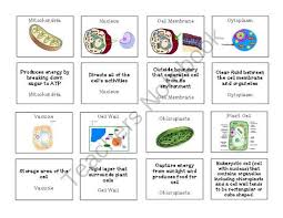 Teachers Notebook Cell Organelles Plant And Animal Cells Animal Cell Organelles