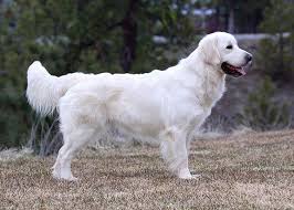 English Cream Golden Retriever Puppies English Golden Retriever Puppy English Golden Retrievers Retriever Puppy