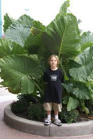 Image result for Alocasia odora
