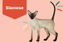 The cats look elegant, and. Siamese Cat Breed Information Characteristics Daily Paws