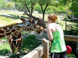 Visit The Zoo Blank Park Zoo Canvas Photo Gifts Blank Park Zoo Photo Canvas