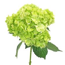 Your lime green flowers stock images are ready. Hydrangea Lime Green Flower Wedding Flower Guide Lime Green Weddings Wedding Flowers