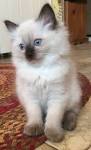 Seal Point Ragdoll Cats: Mitted, Colorpoint, Bicolor, Lynx ...