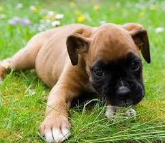 Boxer Dog Black And Brown Puppy Brown And Black Boxer Puppies On The Grass Boxer Puppies Funny Boxer Puppies Baby Boxer Puppies