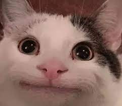 The Polite Cat Ollie Meme Origins Varieties And Spreading