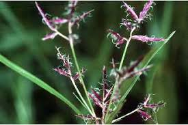 Image result for Fimbristylis dichotoma