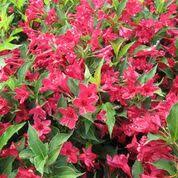 Maybe you would like to learn more about one of these? Weigela My Monet Purple Effect Morden Nurseries Garden Centre