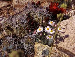 Image result for Erigeron schimperi