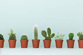 What does cactus expression mean? Row Of Cactus Plants By Ruth Black For Stocksy United Cactus Plants Cactus Seeds Cactus