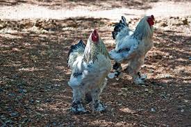 We did not find results for: Our 13 Favorite Rooster Breeds Including Pictures 2021