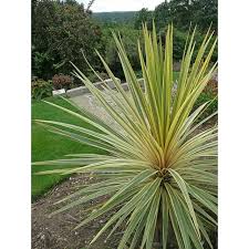 Cordyline A Torbay Dazzler Plants Landscape Design Landscape Contractor