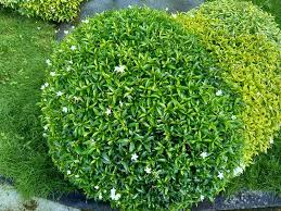 One each of lilac, red, pink, white & orange. 8 Dwarf Shrubs For Small Gardens Spaces Trees Com