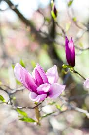 Happy Easter Pretty Flowers Beautiful Flowers