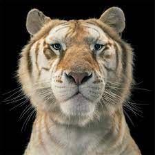 Like white tigers and black tigers, it is a colour form and not a separate subspecies. Tim Flach Golden Tabby Tiger Widewalls