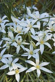 I loved how the clean whites and vibrant greens married for a strikingly modern, yet natural, spring centerpiece. Ornithogalum Sintenisii An Early Spring Flowering Bulb Native To The Caspian Region Of Iran And Azerbaijan It Spring Flowering Bulbs Beautiful Roses Flowers