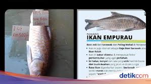 1 usd = rm4.40, malaysia mengimport buah epal sebanyak 100 kg dimana 1 kg = 5 usd. Wow The Price Of This Rare Fish Is Equivalent To The Iphone 12 Pro Max Netral News