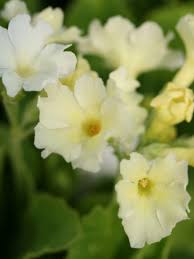 Image result for Primula x pubescens
