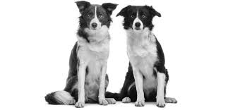 Guide To Methocarbamol For Dogs Usage Dosage Side Effects