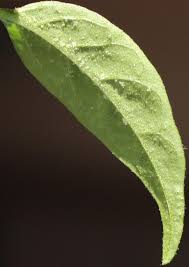 Apart from diseases like powdery mildew, several conditions such as releasing the excess salts on the leaves can cause white spots on potted plants. White Crystal Like Spot On Bottom Side Of Chili Leaves Gardening Landscaping Stack Exchange