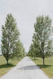 Maybe you would like to learn more about one of these? Beautiful Poplar Trees Line The Driveway To The Farmhouse Picture Of The Farmhouse At Blue Wren Mudgee Tripadvisor