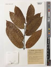 Image result for Landolphia owariensis