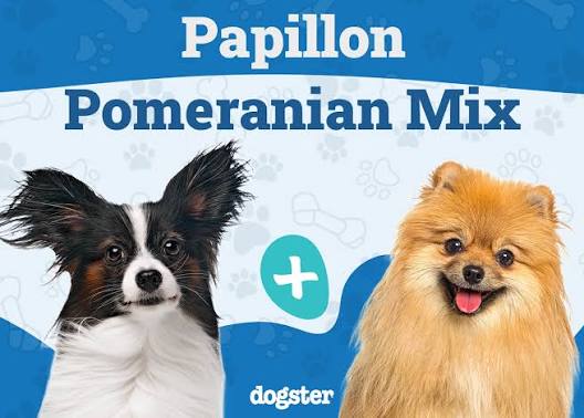 Paperanian (Papillon Pomeranian Mix): Info, Pictures & Care — Dogster