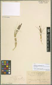 Image result for Thesium bangweolense