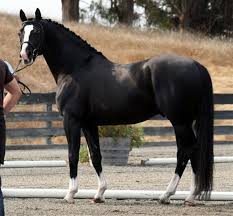 Black And White Mustang Horse For Sale Warmblood Sales Com Horses Warmblood Horses Beautiful Horses