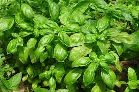 You can protect your basil against infection. Basil Pests And Diseases Tulsi Control Methods Agri Farming