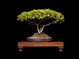 Image result for Nuxia congesta