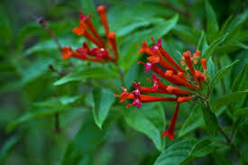 Maybe you would like to learn more about one of these? Bouvardia Firecracker Bush Trumpetellia Hummingbird Flower A To Z Flowers