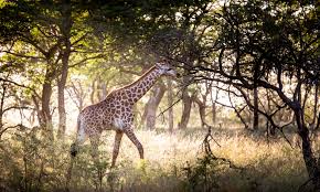 Image result for Trachyandra burkei