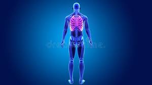 It is supported by the vertical sternum or. Human Rib Cage With Skeleton Stock Video Video Of Arteries Joints 92456161