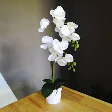 Gubahan bunga orkid paling cantik. Bunga Orkid Murah Dan Simple Shopee Malaysia