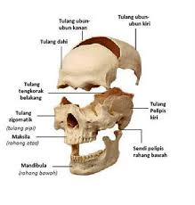 Maybe you would like to learn more about one of these? Fungsi Tulang Pada Wajah